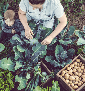 Mother and child harvesting vegetables